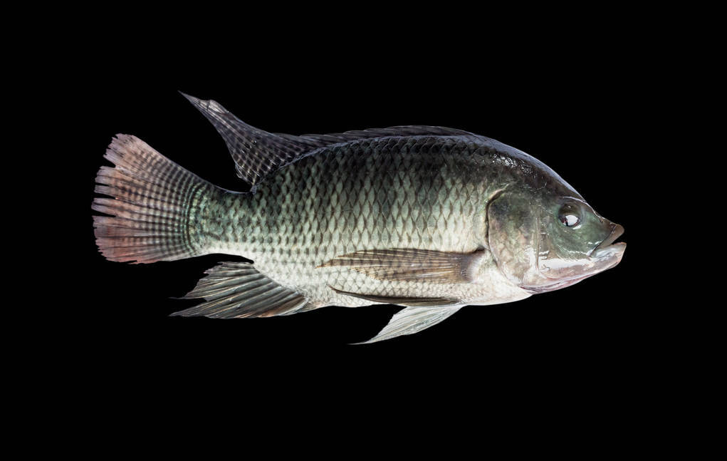 一条鲫鱼多少钱10