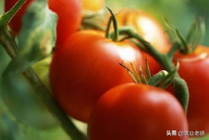 露天西红柿几月份育苗（番茄种植时间以及种植技术）