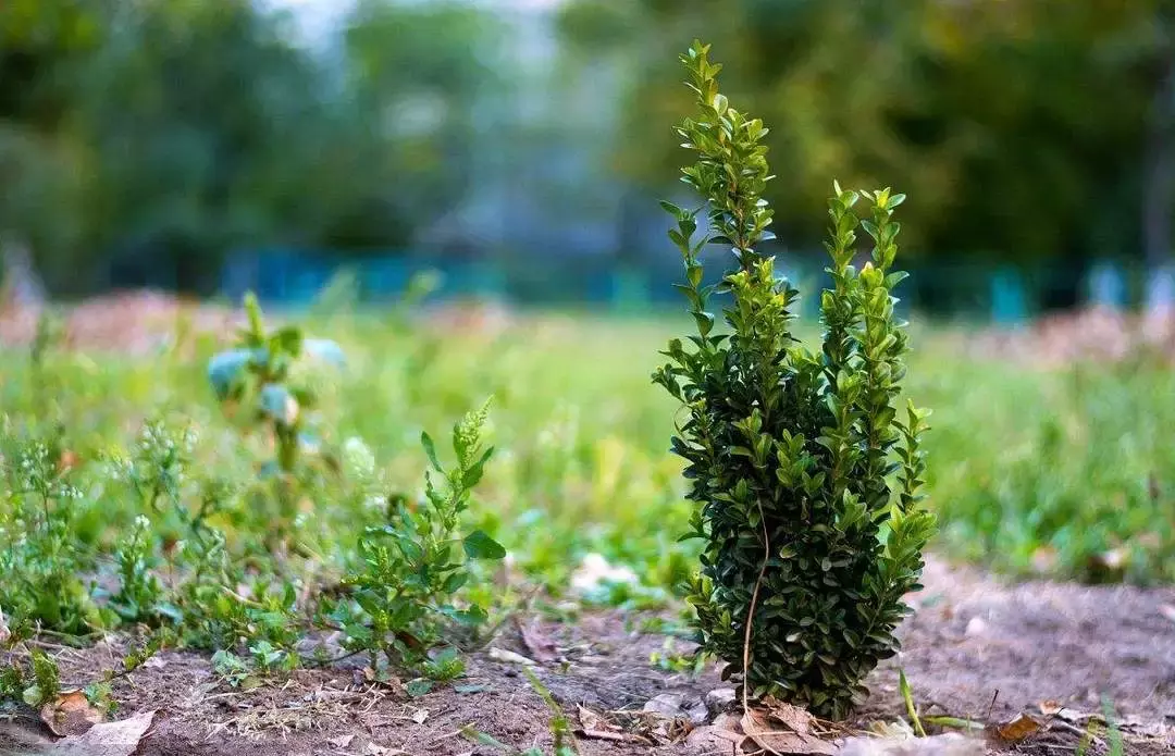 苗木栽植深度不对该如何补救？