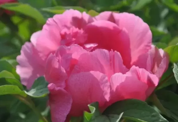 100种名贵牡丹鉴赏 绘画好素材（报花名）