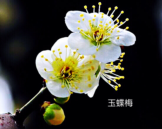 玉蝶梅花的特点（关于玉蝶梅花的图片解析）