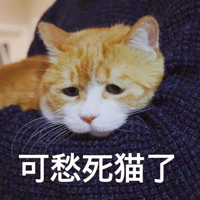 知识贴：猫咪应激反应有什么症状，该怎么应对和预防？