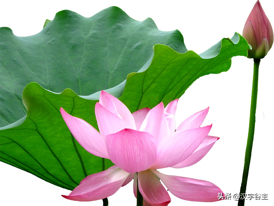 荷花有关知识及字词诗文（闲情偶寄芙蕖）