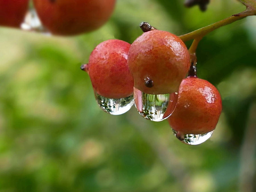 秋风秋雨秋意凉，天冷记得添衣裳（一组唯美秋雨动图送给大家）