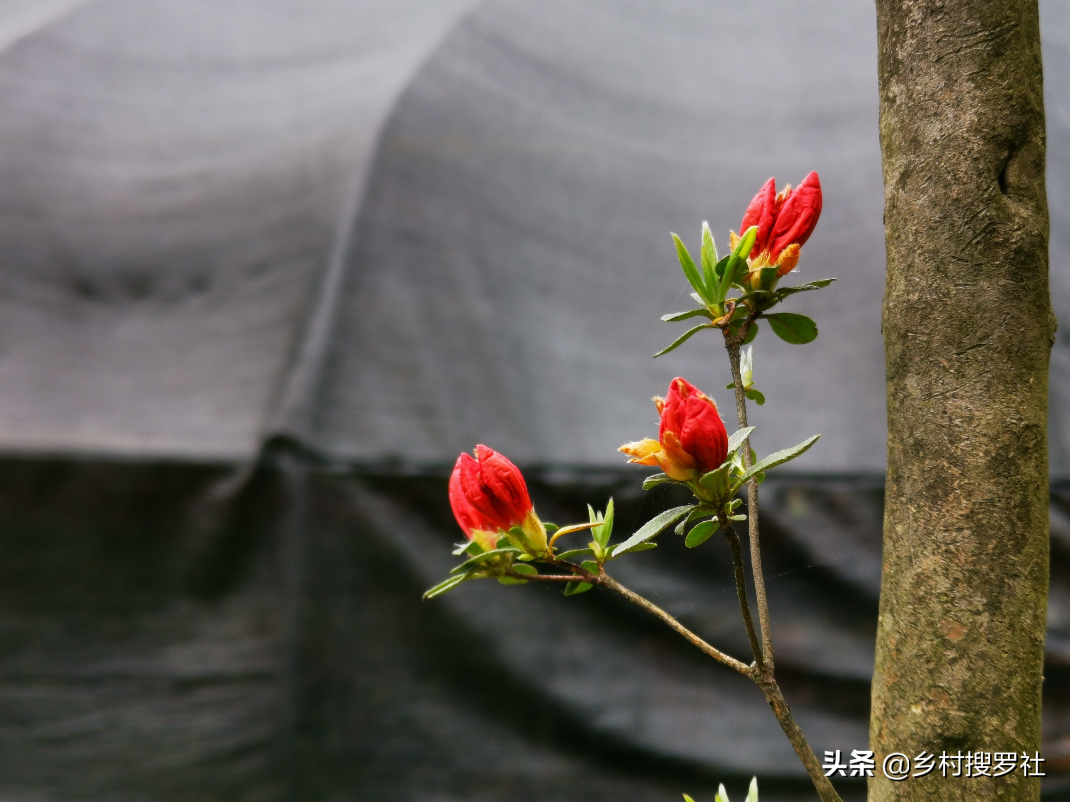 映山红是怎么种植的?掌握这些技巧,40天能生根,90天可成活