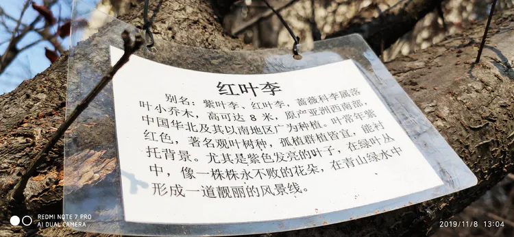 陪你一起看湖北省广水一中①——走进植物王国