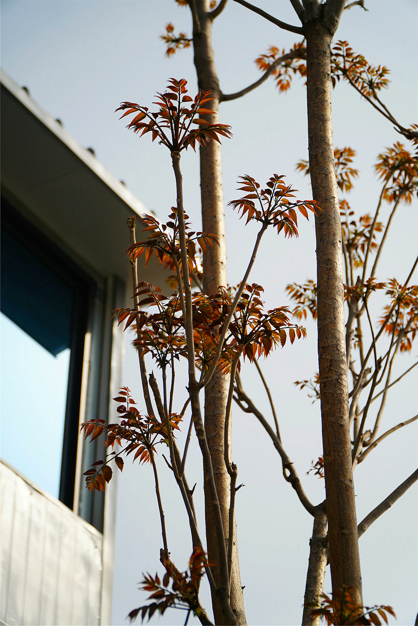 椿树图片(香椿和臭椿如何区分) - 赤虎壹号