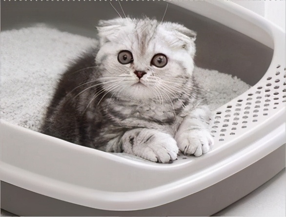 猫咪便血是怎么回事？大多数是这9种原因引起，宠主早知道早好