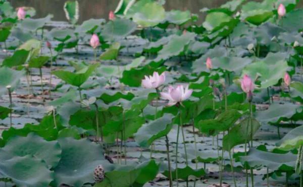 深圳十大免费特色创意园，有趣又好看