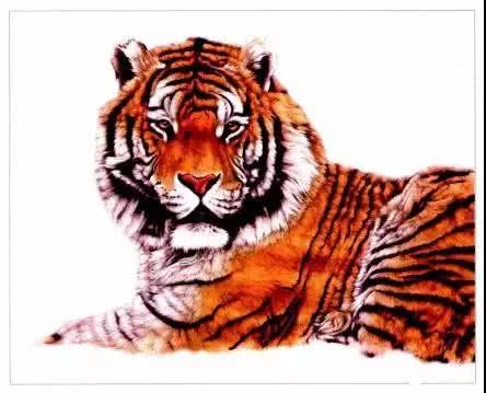 老虎很难画？分步骤教你画老虎，从细节教你，简单易学，快来学习