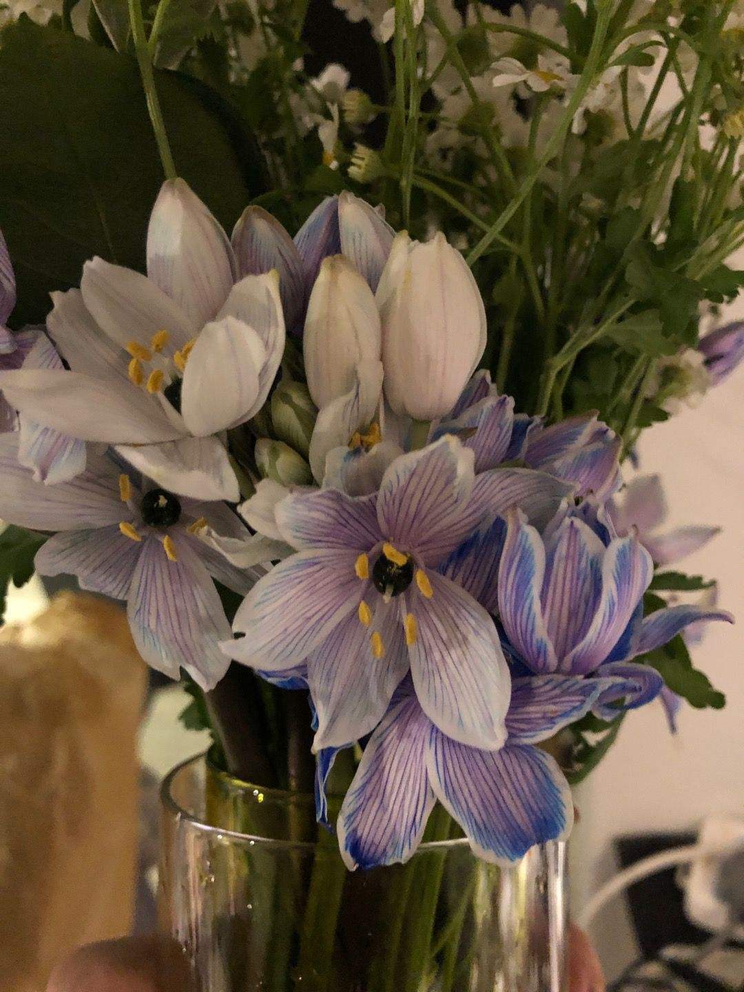 花草的图片大全（100种常见花图鉴一览表）