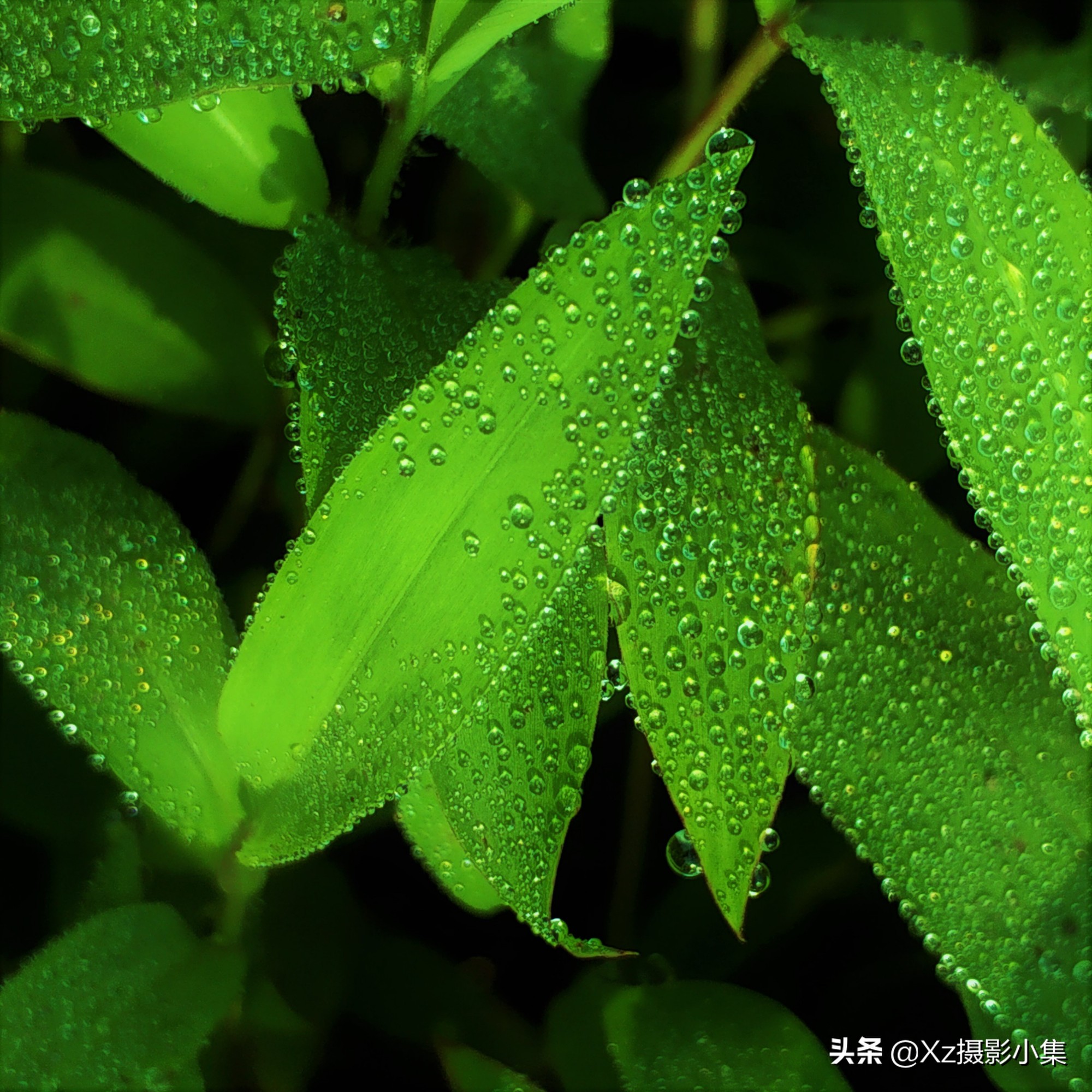 小水滴在你的手机上可以拍摄得清楚吗?也许是你的方法不对!6969