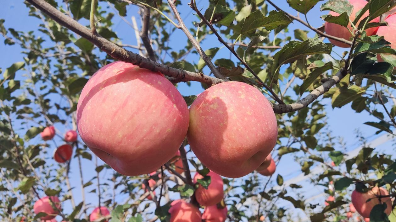 合阳县甘井镇"武帝山下,苹果红了"第二届苹果采摘节暨农商互联产销