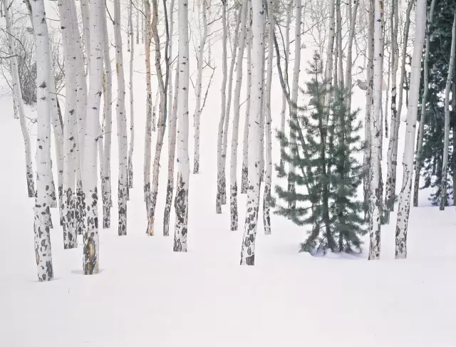 我愿是激流(鲁迅先生的自嘲古诗)