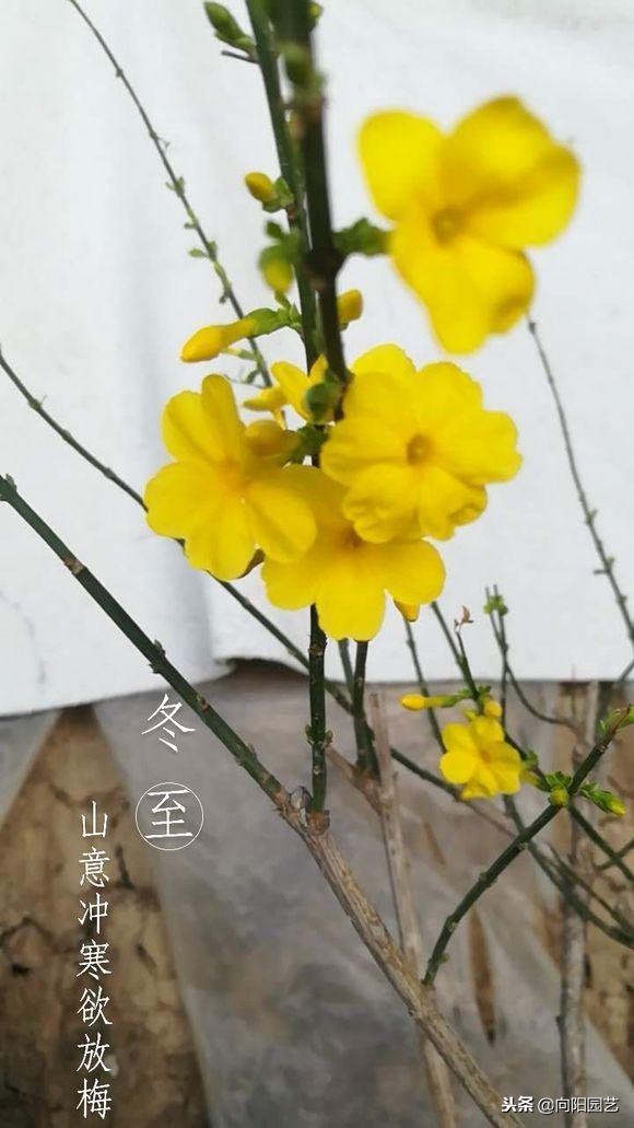 家里就养这“4种”植物，既能成招财旺运，又能养成精致盆景