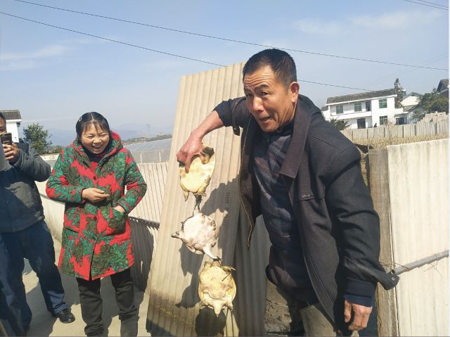 江西甲鱼苗哪里有名(一家人发展稻鳖鱼生态家庭农场，年入百万，国务院请他参加座谈会)