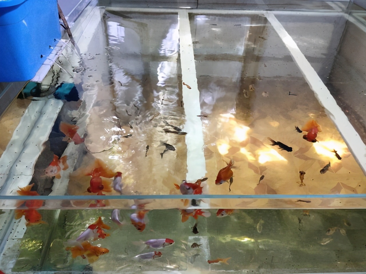 什么魚(yú)吃魚(yú)屎,