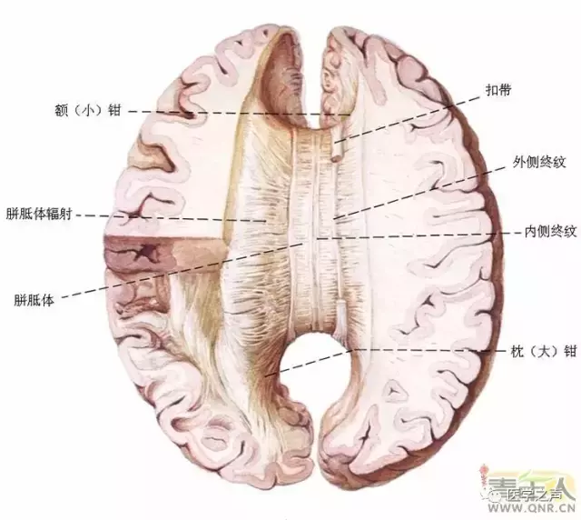 神经元结构示意图（神经元结构示意图手绘）-第12张图片-科灵网