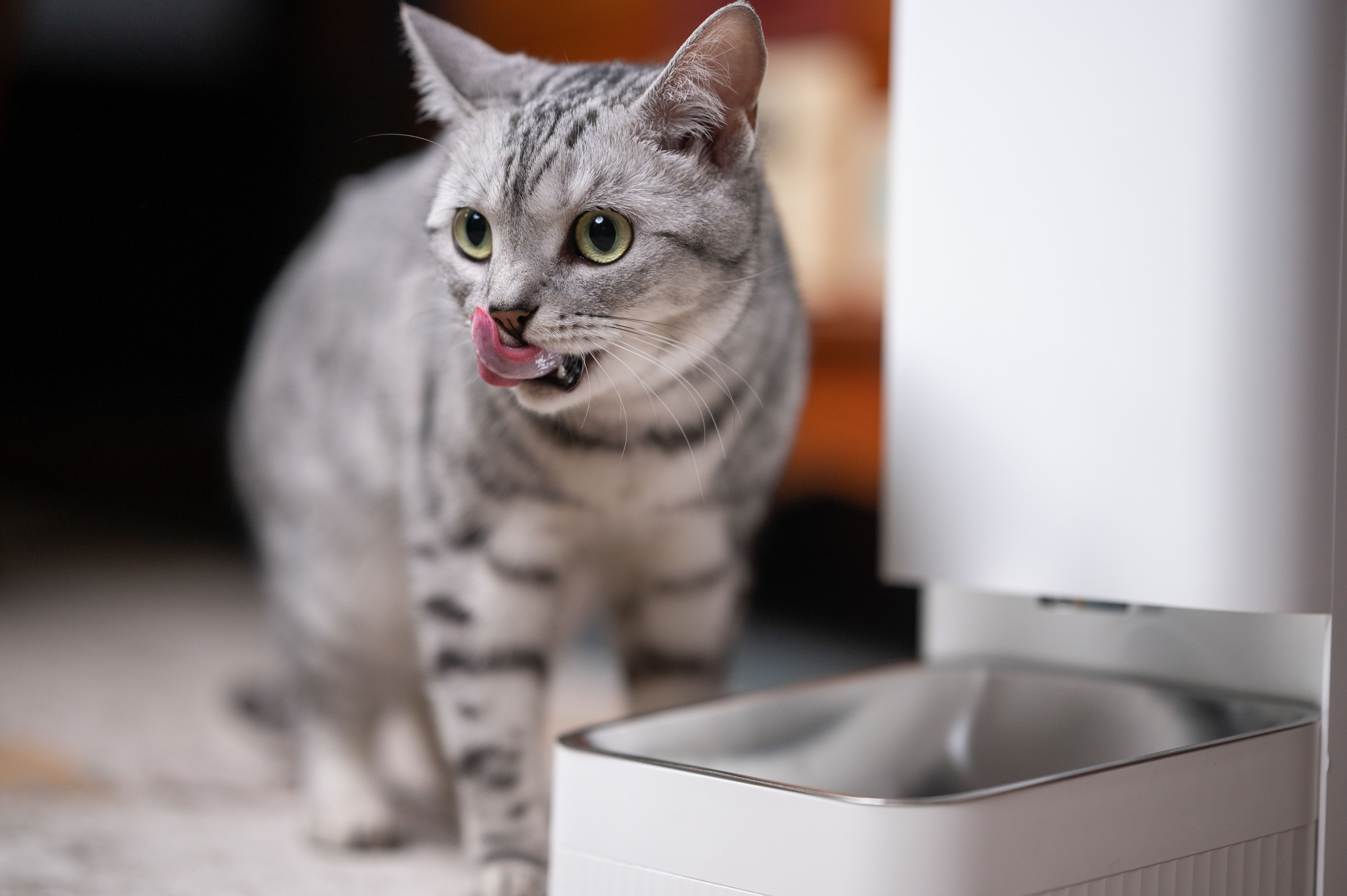 让喂猫更科学 小顽智能宠物喂食器体验