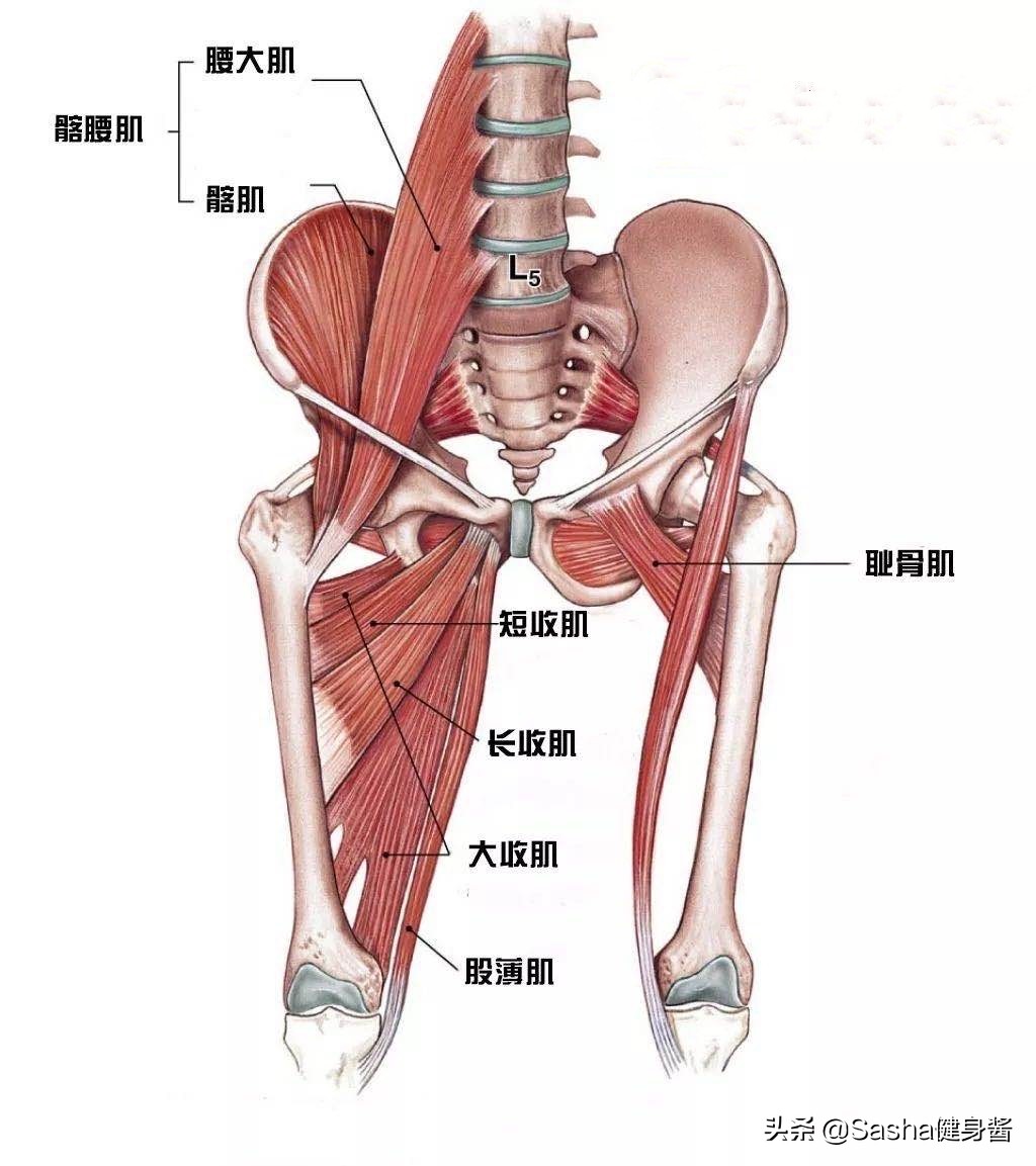 久宅家中常坐不動，大腿肉肉開始瘋長，針對大腿內側贅肉瘦身法