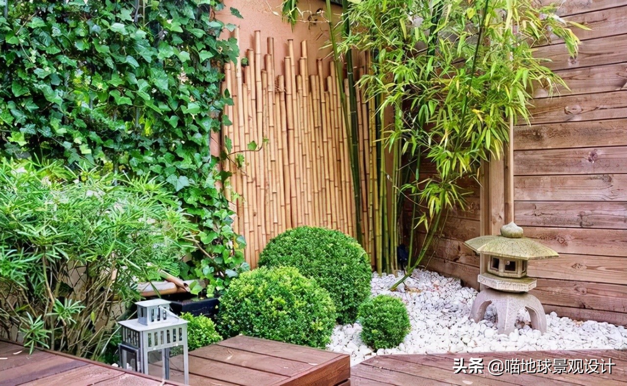 庭院景观设计:庭院中常用的几种竹子