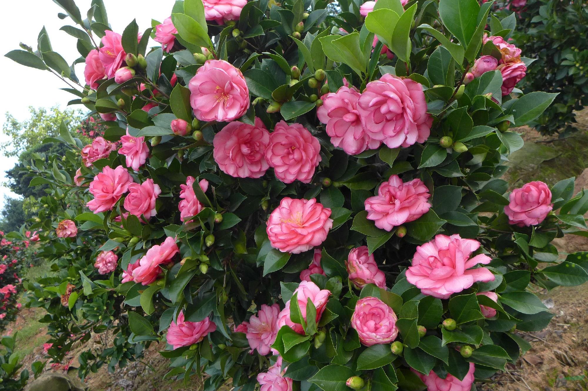 四季茶花品种有夏梦华林,夏日七心,夏梦小璇,夏梦衍平以及夏风热浪等