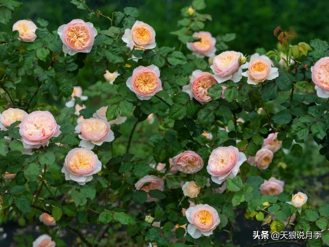 天狼说月季两广推荐品种（3步快速打造月季花墙）