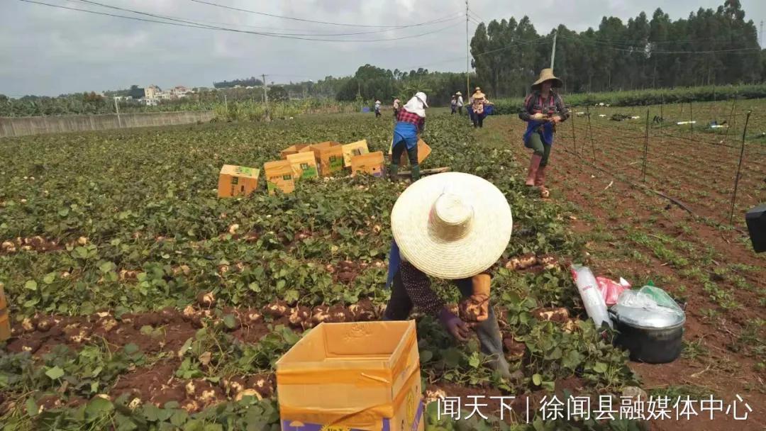 湛江今日牛价活牛行情「湛江今日眼科医院」