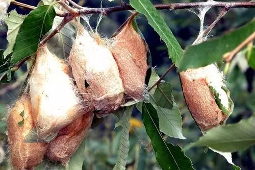 你知道桑蚕和柞蚕的区别吗?