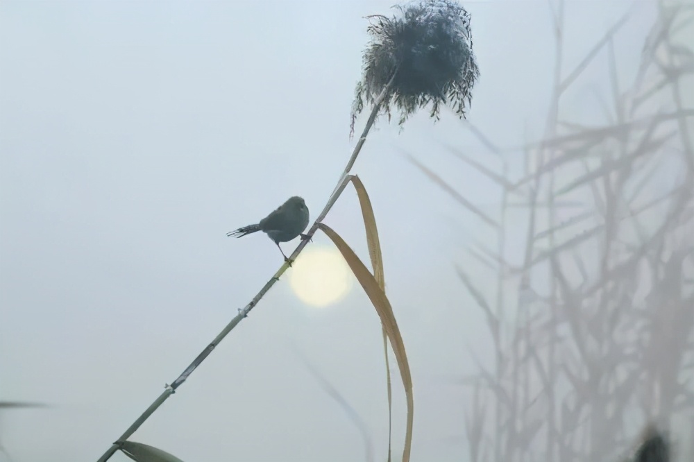 散文｜光阴清寒