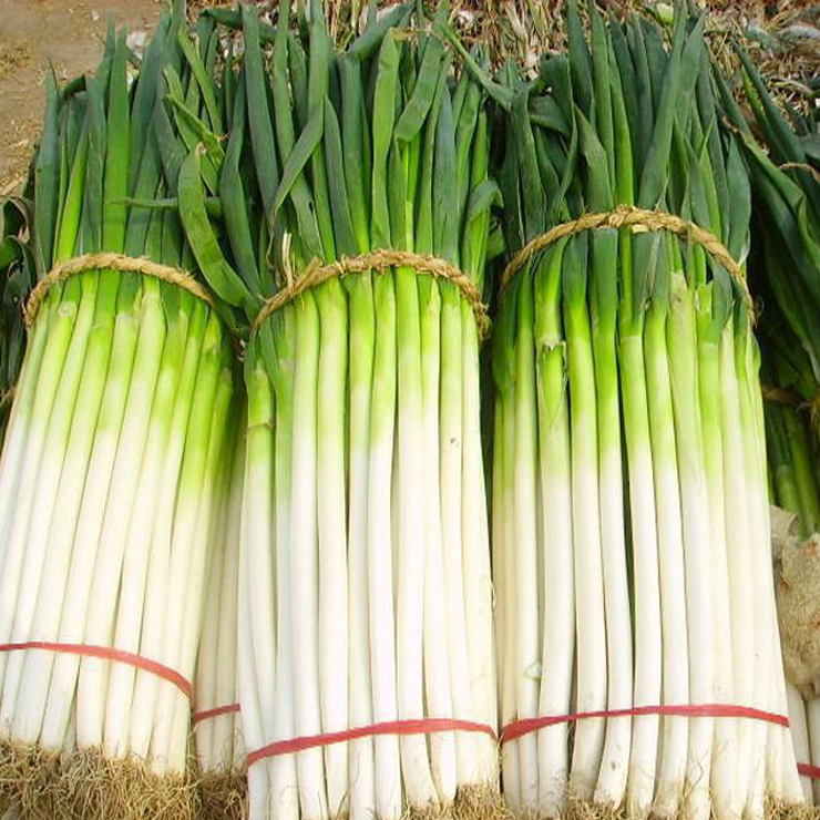 山东人居然把大葱都吃成"非遗"了