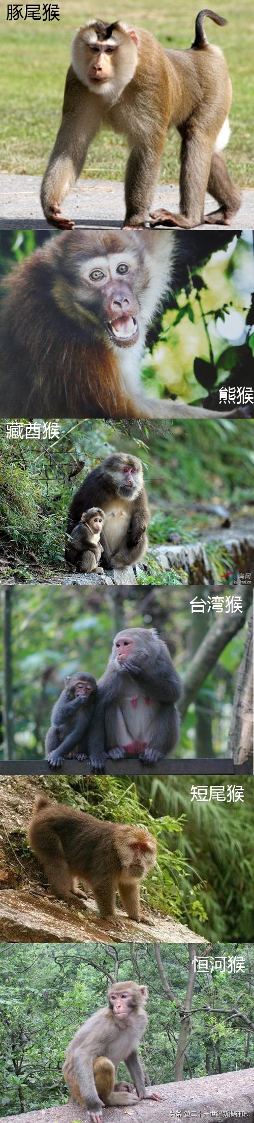 生肖之谜（十八）森林精灵，人类近亲：数一数中国有几种猴类？