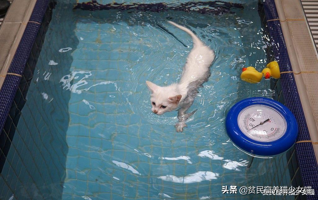 辟谣：所有猫都怕水？不是哦，养这些猫，你可能需要游泳池