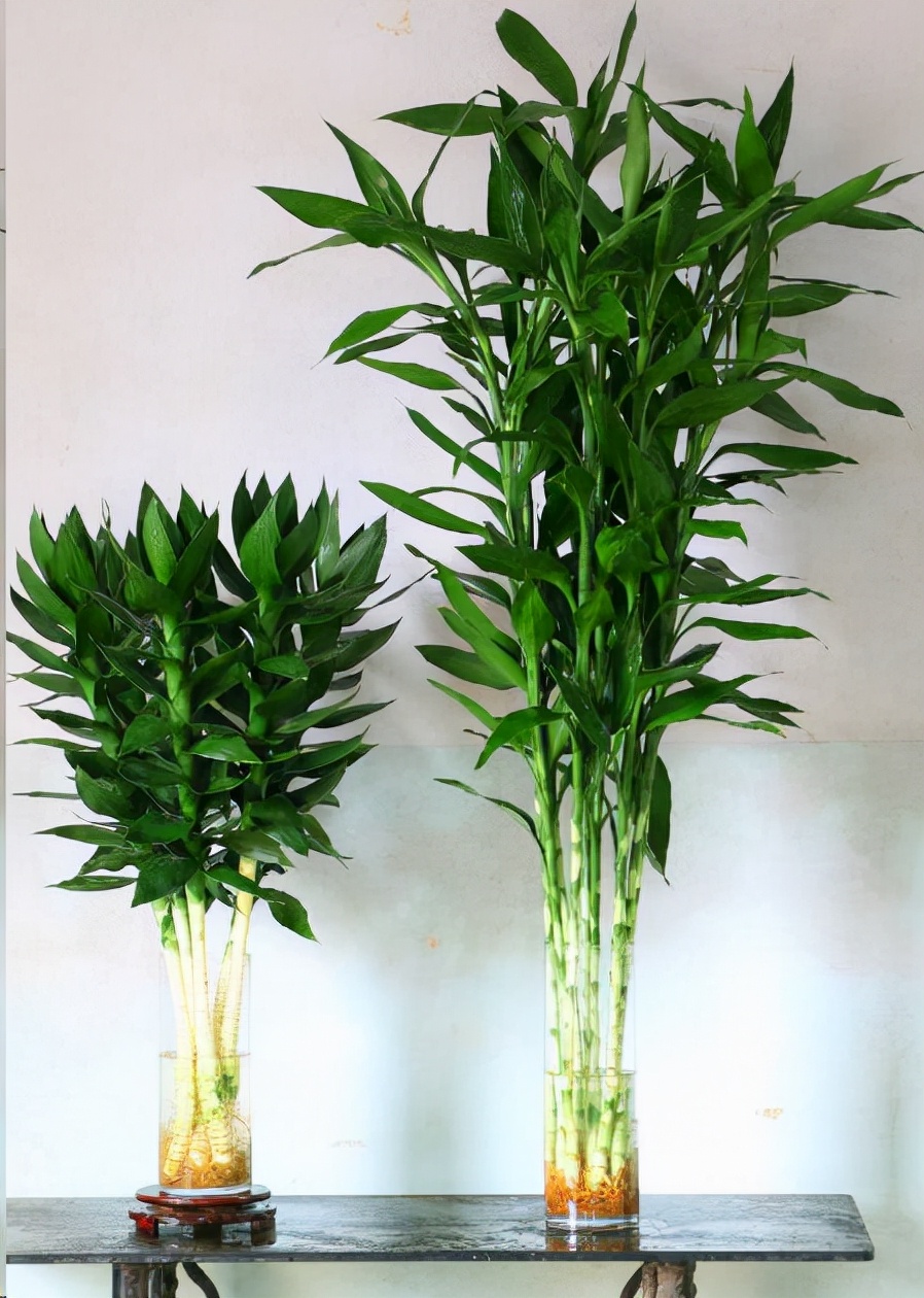 公认的"八种旺财花",适合养在家里,不仅寓意好,还很养人 第18张