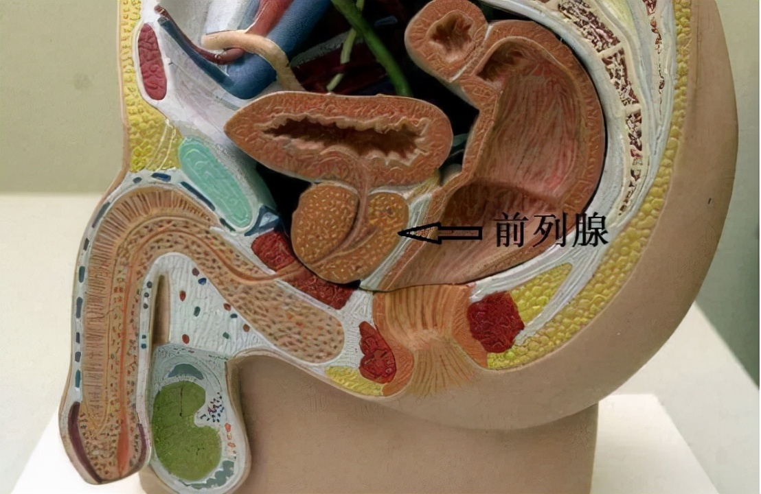 5药多角度松弛膀胱平滑肌,抑制前列腺增生,缓解尿频尿急尿失禁