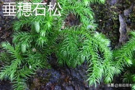 蕨类植物｜石松的鉴赏与养护