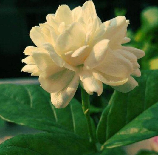 寄秋这套十二客花图系列超惊艳，剧情新颖文风幽默