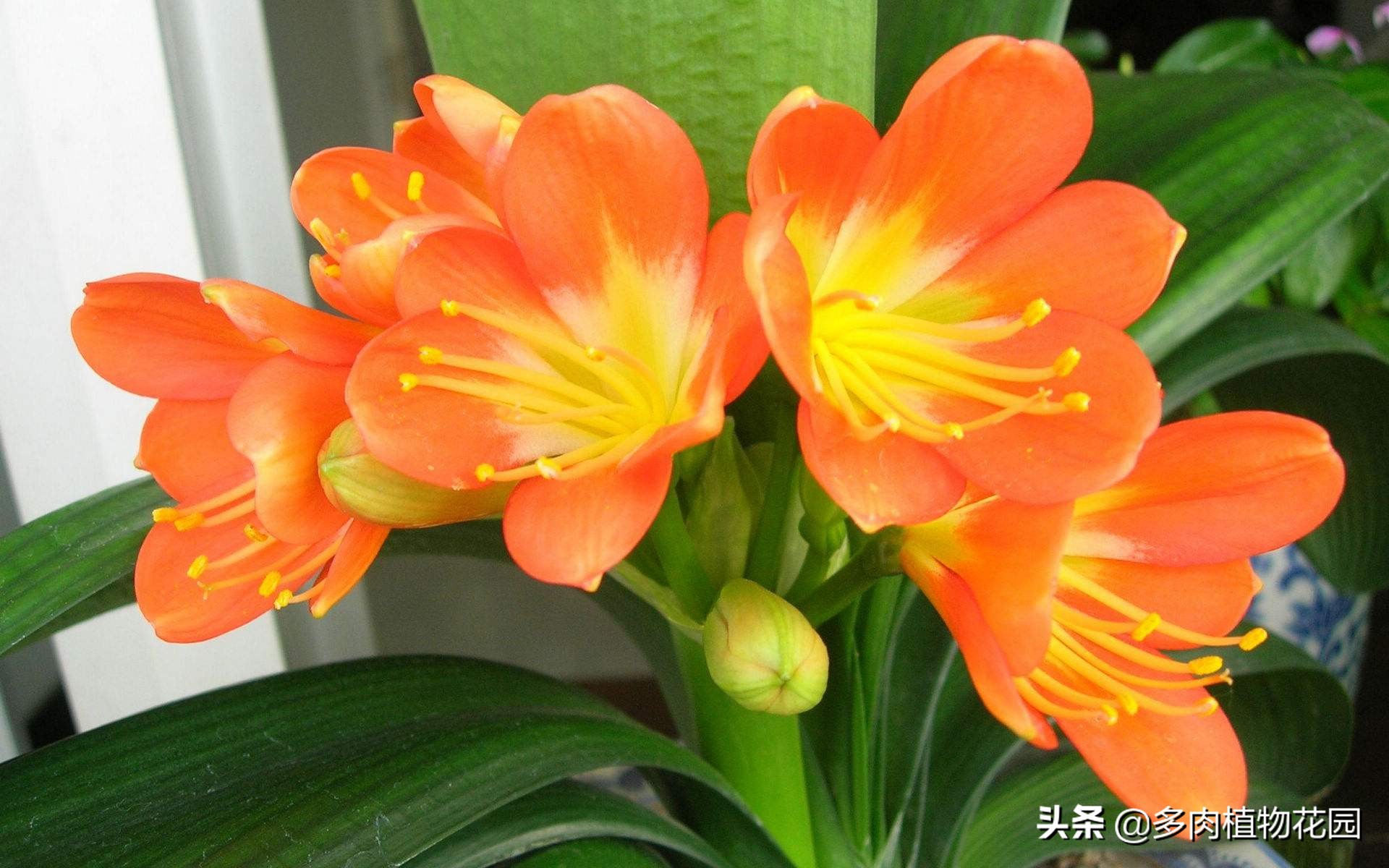 君子蘭澆水,君子蘭澆水的正確方法