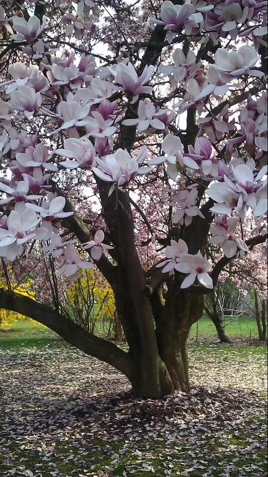 又见玉兰花开，芳香飘满万家