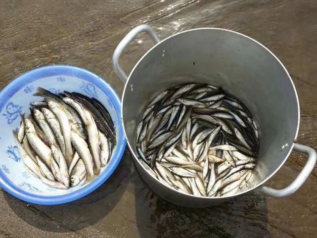 生活在冷水之中，常被当成普通小杂鱼，市场上一斤卖40元