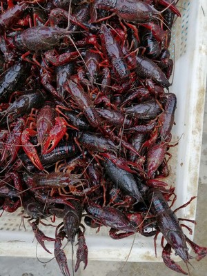 小龙虾经2个多月的精心饲养即可上市，了解捕捞、保鲜、运输技术