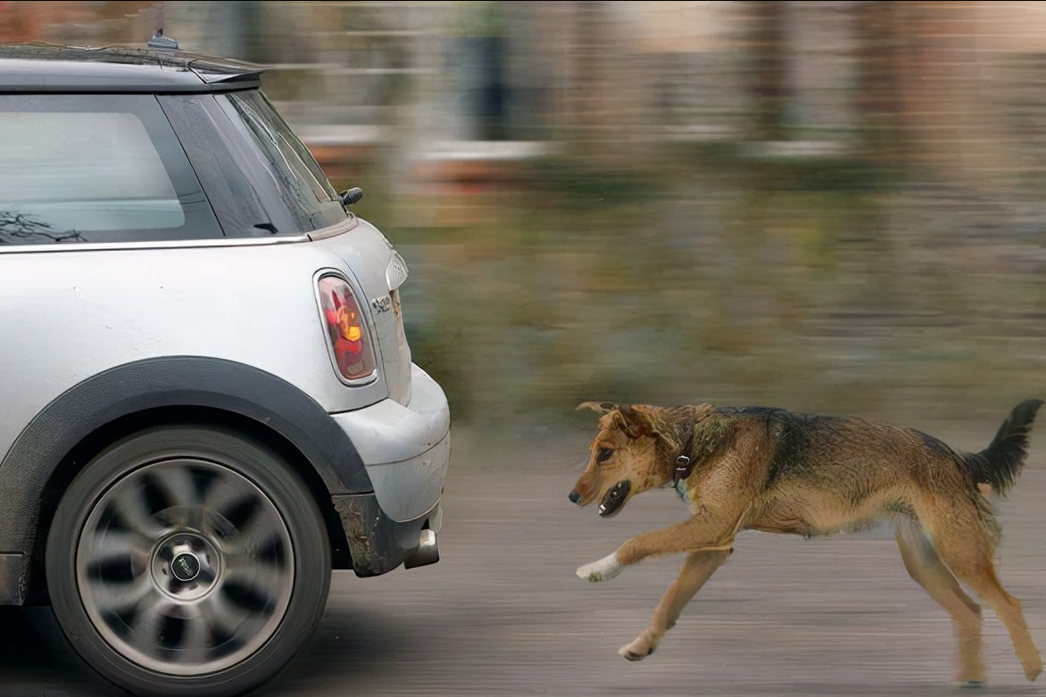 跑起来的“时速堪比小汽车”的7种狗，你家养了吗？
