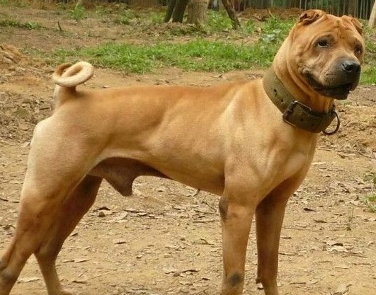 骨嘴沙皮犬形态性格特征介绍,饲养优缺点及市场价格-宠物主人