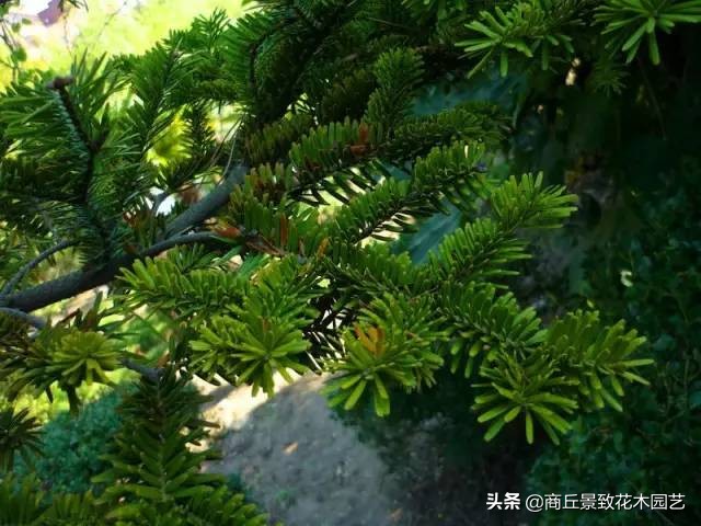 常绿乔木有哪些（70多种常用常绿乔木图例宝典）