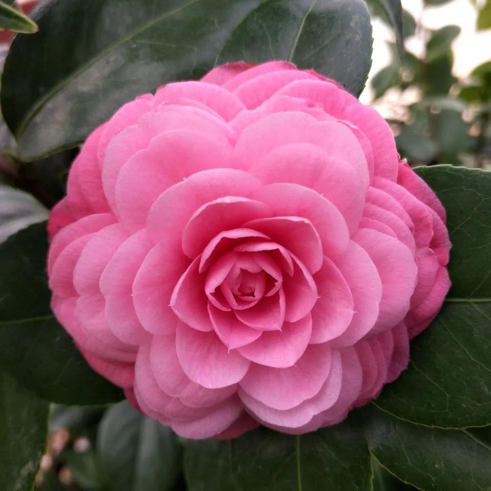 花期长好养护的茶花-花期长好看又好养的茶花 - 114知识网