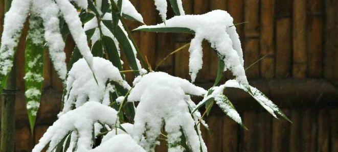 「诗词鉴赏」古诗词中的雪竹，不负岁寒心！