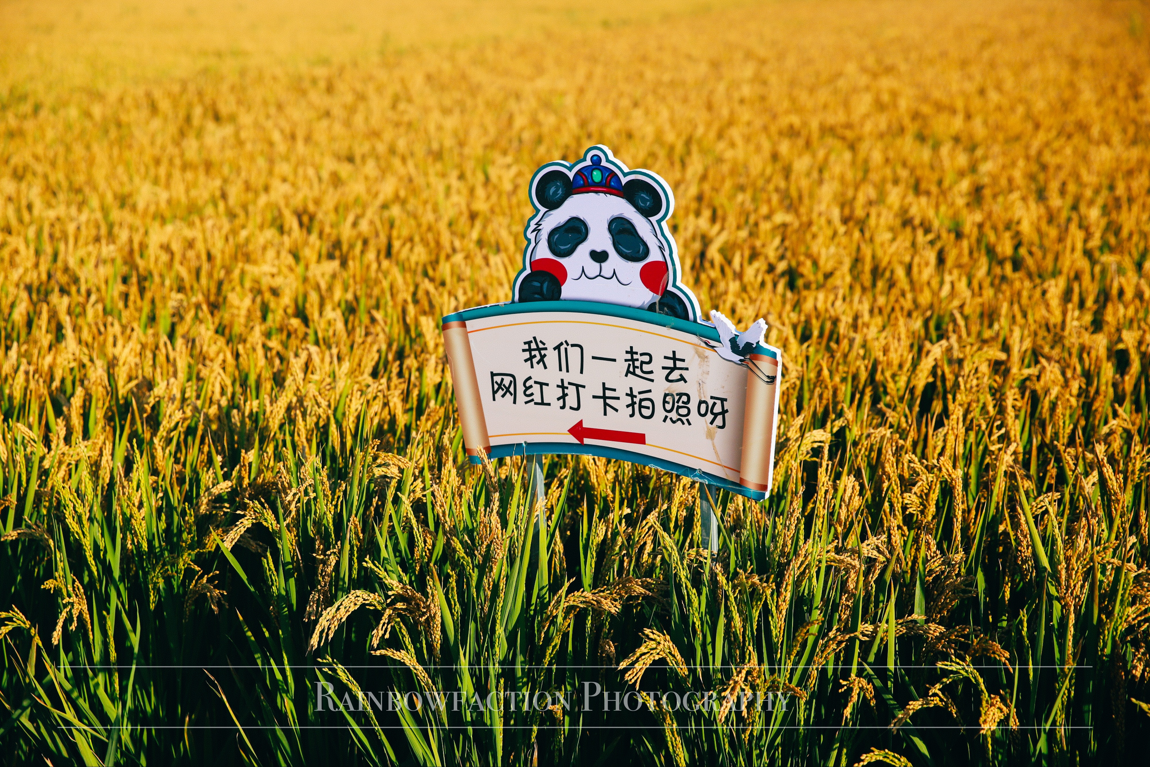 北京出发2小时，超美稻田免费玩～再不去后悔一年