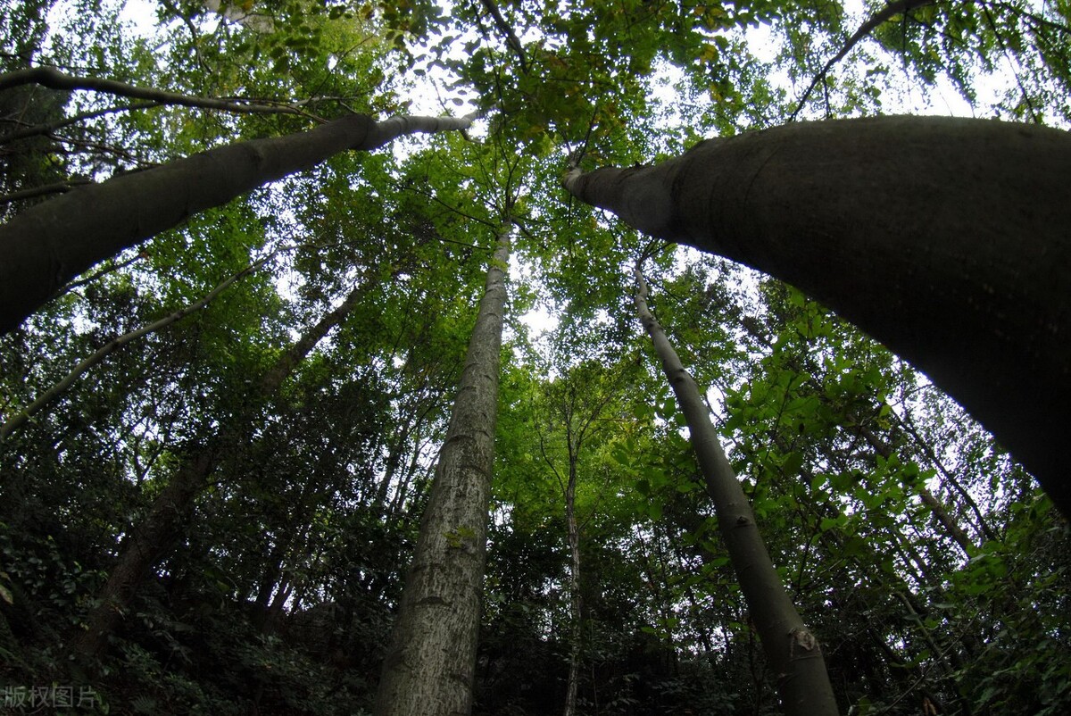 紅豆樹,一個分佈廣,活千年,寄相思,做劍鞘,但已然瀕危的植物