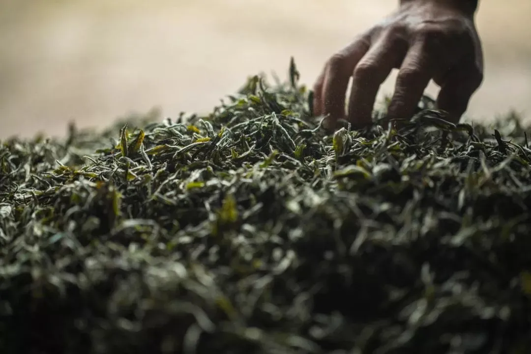 这十条茶知识，你弄错过没有？