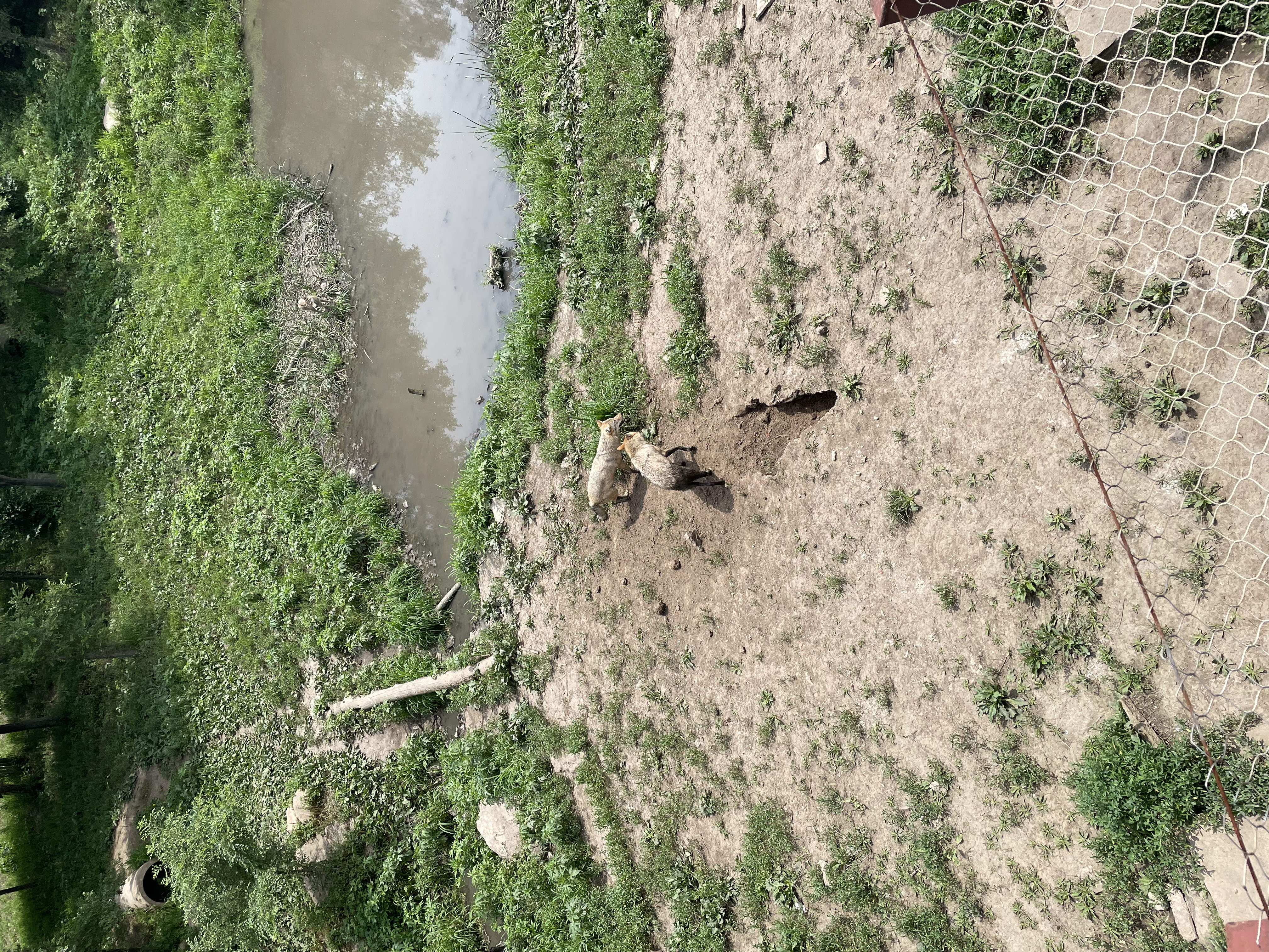 盛夏游沈阳森林动物园